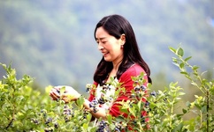 全透明见奶胸罩的图片